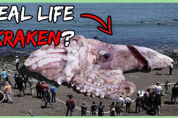 Kraken marketing lab